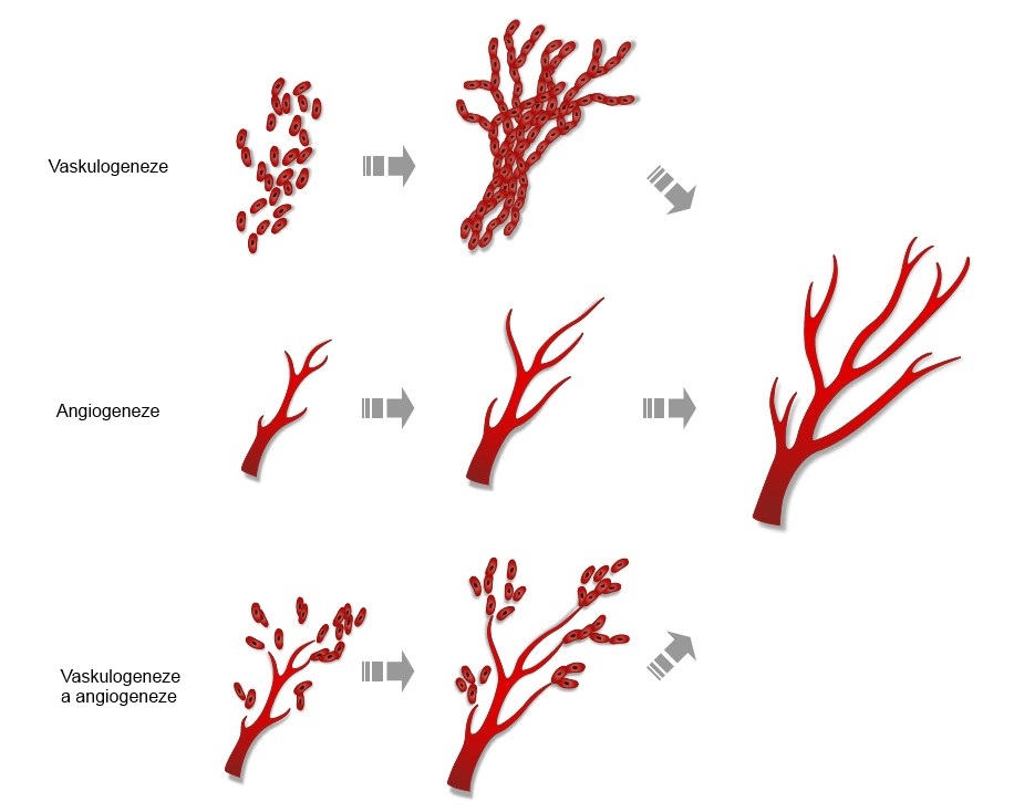angiogenesi 400