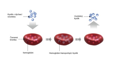 Hemoglobin - transport kysliku 400