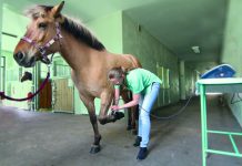 Laseroterapia wysokoenergetyczna w leczeniu ścięgna zginacza powierzchownego u konia