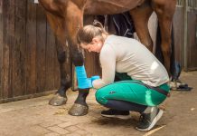 Leczenie ścięgna zginacza powierzchniowego u konia