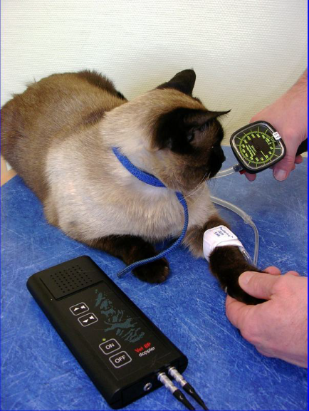 Zastosowanie dopplera u kota