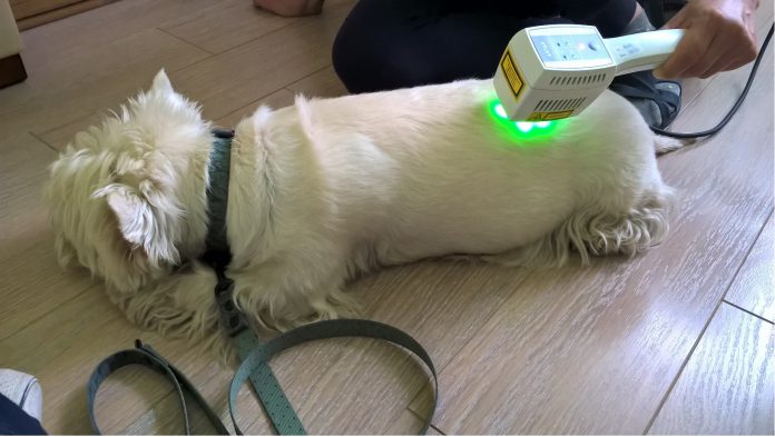 Zabieg laseroterapii wykonywany na psie
